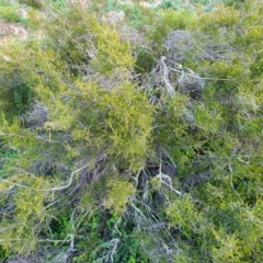 Unverified Plant at Tuggeranong Hill - 20 Apr 2020 by ChrisHolder