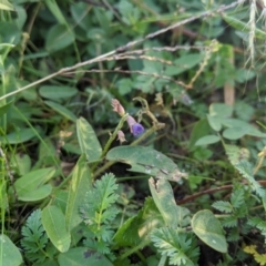 Glycine tabacina (Variable Glycine) at Latham, ACT - 26 Apr 2020 by MattM