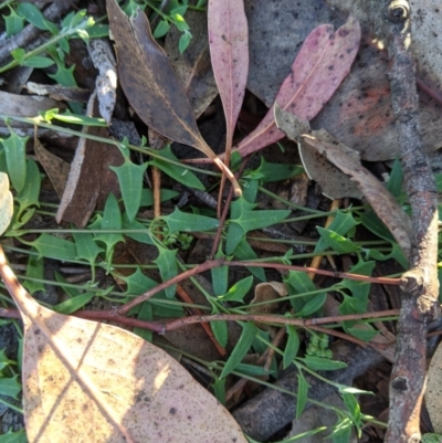 Einadia nutans (Climbing Saltbush) at Latham, ACT - 26 Apr 2020 by MattM