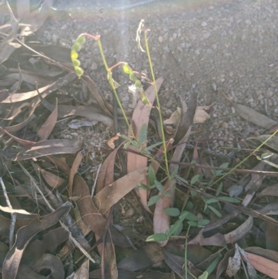 Grona varians (Slender Tick-Trefoil) at Latham, ACT - 27 Apr 2020 by MattM