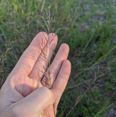 Aristida ramosa (Purple Wire Grass) at Latham, ACT - 26 Apr 2020 by MattM