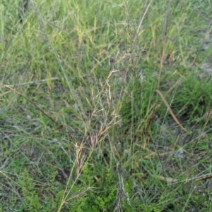 Aristida ramosa at Latham, ACT - 27 Apr 2020