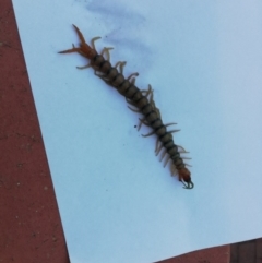 Unidentified Centipede (Chilopoda) (TBC) at Deakin, ACT - 26 Apr 2020 by davros46