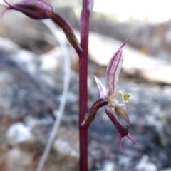 Acianthus exsertus (Large Mosquito Orchid) at Yass River, NSW - 27 Apr 2020 by SenexRugosus