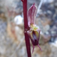 Acianthus exsertus at Yass River, NSW - suppressed