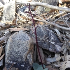 Acianthus exsertus at Yass River, NSW - suppressed