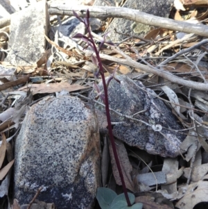 Acianthus exsertus at Yass River, NSW - 27 Apr 2020