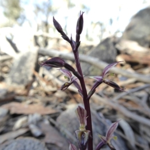 Acianthus exsertus at Yass River, NSW - suppressed