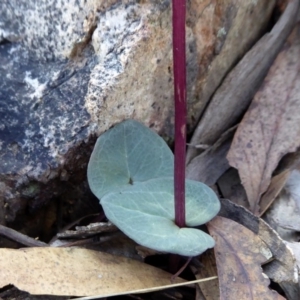 Acianthus exsertus at Yass River, NSW - suppressed