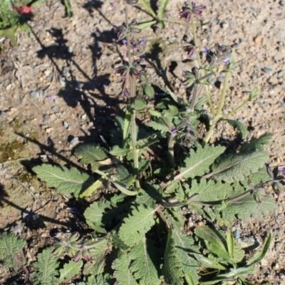 Salvia verbenaca var. verbenaca (Wild Sage) at West Stromlo - 27 Apr 2020 by Sarah2019