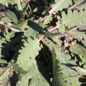 Salvia verbenaca var. verbenaca at Denman Prospect, ACT - 27 Apr 2020