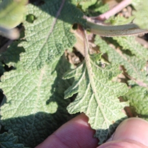 Salvia verbenaca var. verbenaca at Denman Prospect, ACT - 27 Apr 2020