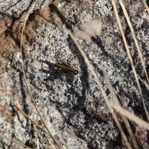 Macrotona australis at Cook, ACT - 27 Apr 2020