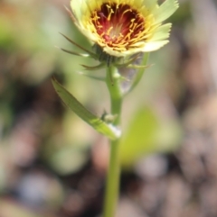 Tolpis barbata (Yellow Hawkweed) at Stromlo, ACT - 27 Apr 2020 by Sarah2019