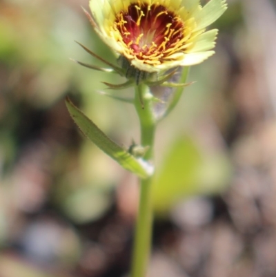 Tolpis barbata (Yellow Hawkweed) at Block 402 - 27 Apr 2020 by Sarah2019