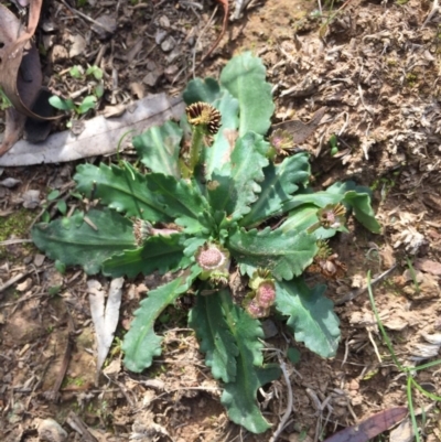 Solenogyne dominii (Smooth Solenogyne) at Mount Ainslie - 26 Apr 2020 by WalterEgo