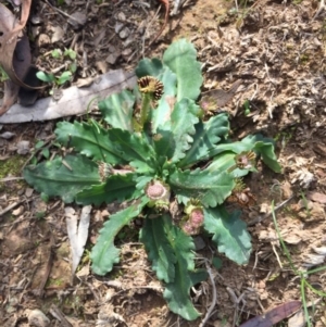 Solenogyne dominii at Majura, ACT - 27 Apr 2020