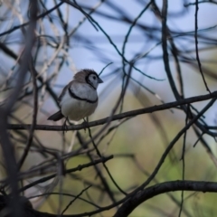 Stizoptera bichenovii at Fraser, ACT - 27 Apr 2020