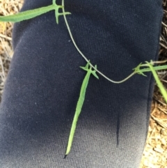 Convolvulus angustissimus subsp. angustissimus (Australian Bindweed) at Majura, ACT - 26 Apr 2020 by WalterEgo