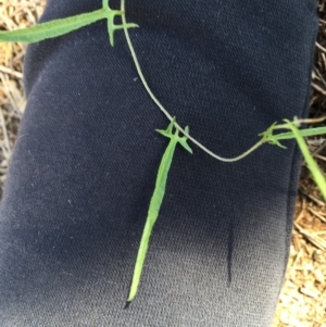 Convolvulus angustissimus subsp. angustissimus at Majura, ACT - 27 Apr 2020