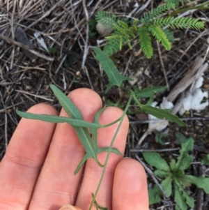 Convolvulus angustissimus subsp. angustissimus at Majura, ACT - 27 Apr 2020