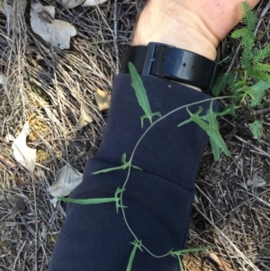 Convolvulus angustissimus subsp. angustissimus at Majura, ACT - 27 Apr 2020