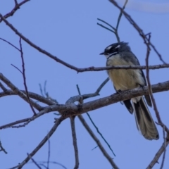 Rhipidura albiscapa (Grey Fantail) at Mount Rogers - 27 Apr 2020 by Kerri-Ann