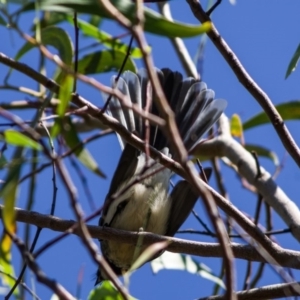 Rhipidura albiscapa at Flynn, ACT - 27 Apr 2020