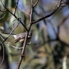 Rhipidura albiscapa at Flynn, ACT - 27 Apr 2020