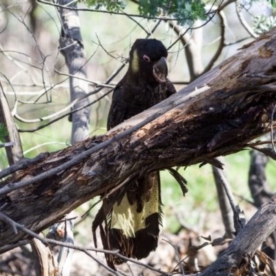 Zanda funerea (Yellow-tailed Black-Cockatoo) at Fraser, ACT - 27 Apr 2020 by Kerri-Ann