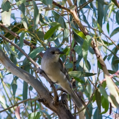 Colluricincla harmonica (Grey Shrikethrush) at Mount Rogers - 27 Apr 2020 by Kerri-Ann