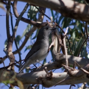 Colluricincla harmonica at Flynn, ACT - 27 Apr 2020