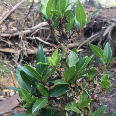 Viburnum tinus (Laurustinus) at Majura, ACT - 26 Apr 2020 by WalterEgo