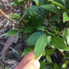 Viburnum tinus at Majura, ACT - 27 Apr 2020 01:12 AM