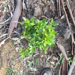 Viburnum tinus at Majura, ACT - 27 Apr 2020 01:12 AM