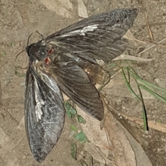 Abantiades atripalpis (Bardee grub/moth, Rain Moth) at Wyndham, NSW - 24 Apr 2020 by JoyGeorgeson