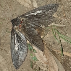 Abantiades atripalpis (Bardee grub/moth, Rain Moth) at Wyndham, NSW - 24 Apr 2020 by Volplana