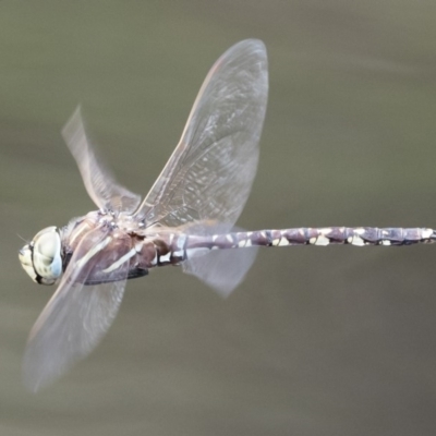 Adversaeschna brevistyla (Blue-spotted Hawker) at Michelago, NSW - 23 Feb 2020 by Illilanga