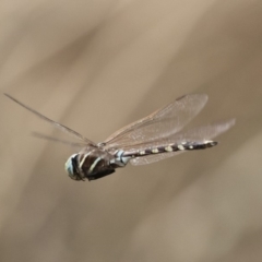 Adversaeschna brevistyla at Michelago, NSW - 23 Feb 2020