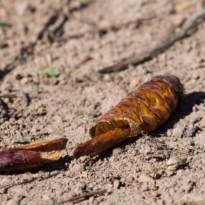 Hepialidae (family) at Fraser, ACT - 27 Apr 2020