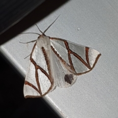 Thalaina clara (Clara's Satin Moth) at Wyndham, NSW - 24 Apr 2020 by Volplana
