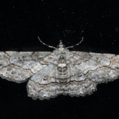 Cleora displicata (A Cleora Bark Moth (Boarmiini) at Ainslie, ACT - 18 Dec 2019 by jb2602