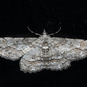 Cleora displicata at Ainslie, ACT - 18 Dec 2019