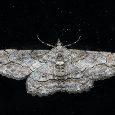 Cleora displicata (A Cleora Bark Moth) at Ainslie, ACT - 18 Dec 2019 by jbromilow50