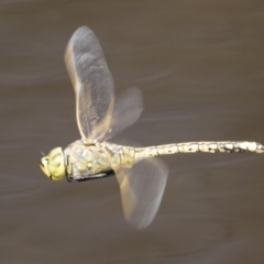 Anax papuensis (Australian Emperor) at Michelago, NSW - 23 Feb 2020 by Illilanga