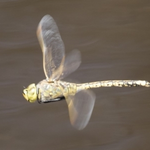 Anax papuensis at Michelago, NSW - 23 Feb 2020