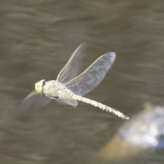 Anax papuensis at Michelago, NSW - 23 Feb 2020 12:28 PM