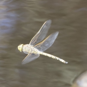 Anax papuensis at Michelago, NSW - 23 Feb 2020 12:28 PM