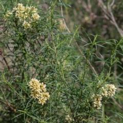 Cassinia aculeata subsp. aculeata (Dolly Bush, Common Cassinia, Dogwood) at Spence, ACT - 27 Apr 2020 by Kerri-Ann