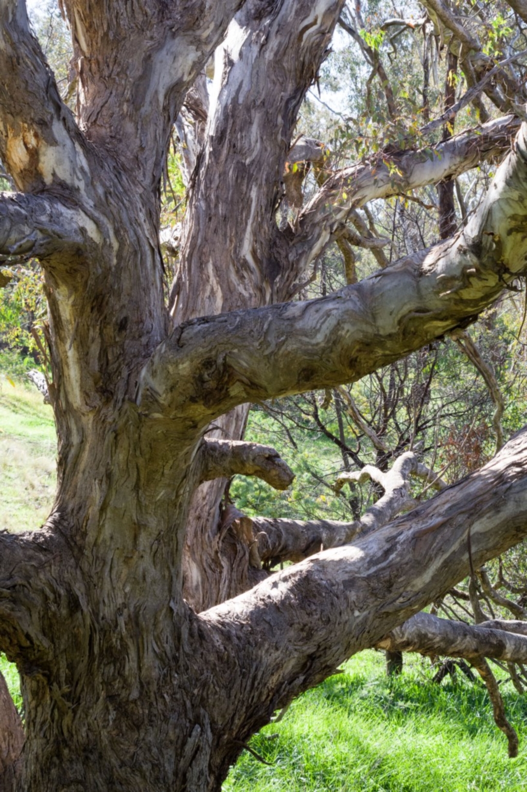 Eucalyptus melliodora at Spence, ACT - 27 Apr 2020